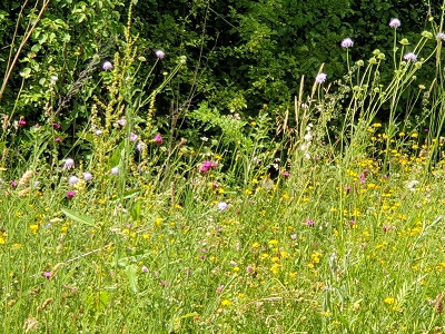Gleispark Baumkirchen: Wildblumen